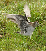 Solitary Sandpiper