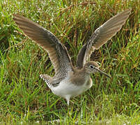 Solitary Sandpiper