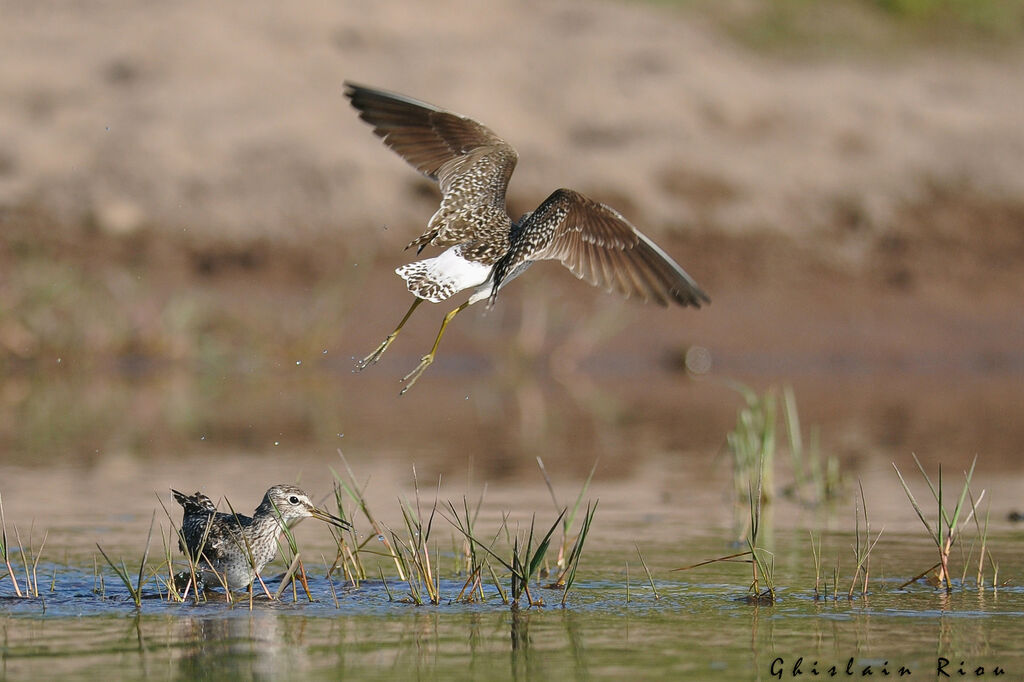 Wood Sandpiper, Behaviour