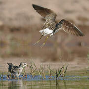 Wood Sandpiper