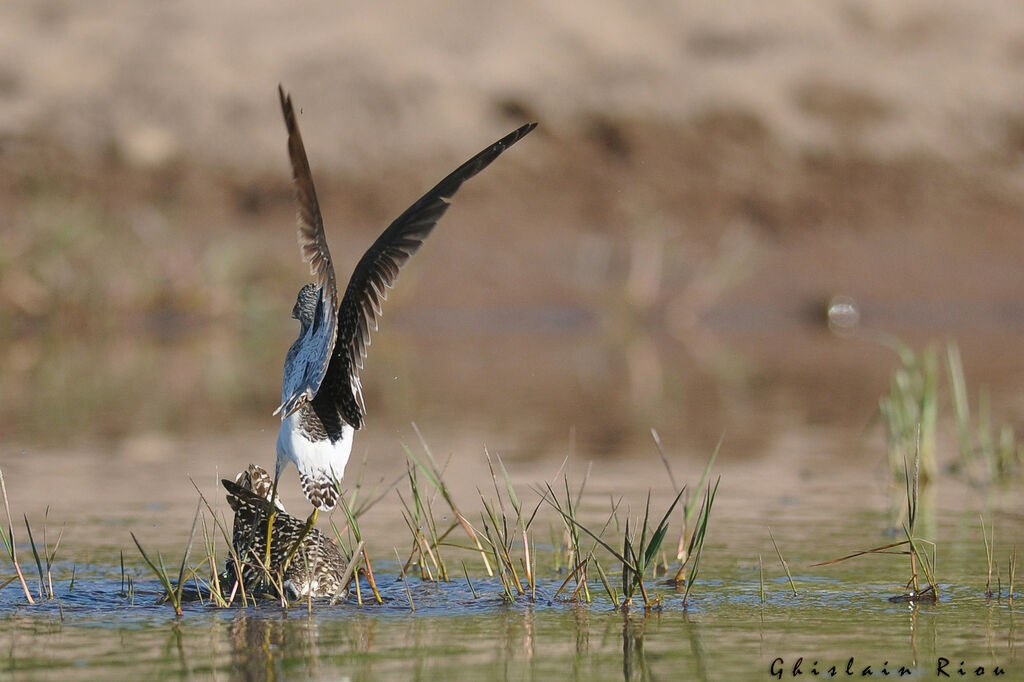 Wood Sandpiper, Behaviour