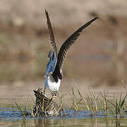 Wood Sandpiper