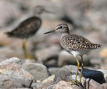 Wood Sandpiper