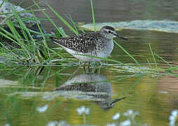 Wood Sandpiper