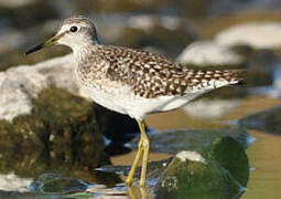 Wood Sandpiper