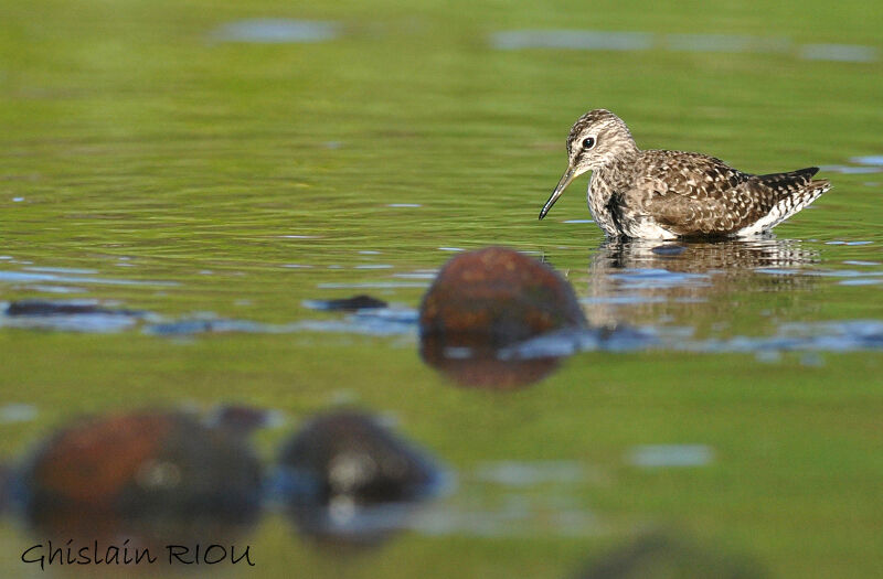 Wood Sandpiper