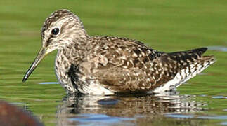 Wood Sandpiper