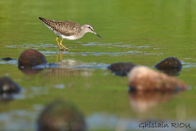 Wood Sandpiper