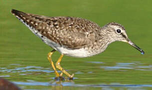 Wood Sandpiper