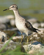 Wood Sandpiper