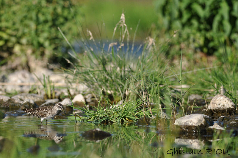 Wood Sandpiper