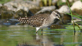 Wood Sandpiper