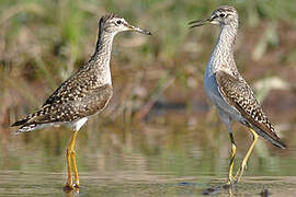 Wood Sandpiper