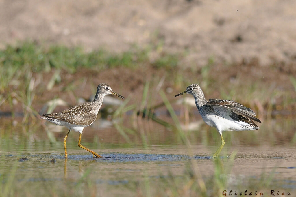 Wood Sandpiper, Behaviour