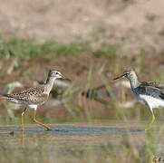 Wood Sandpiper