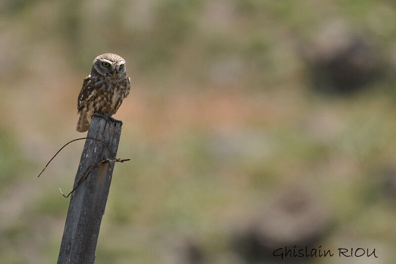 Little Owl