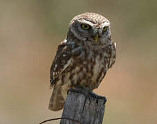 Little Owl