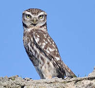 Little Owl