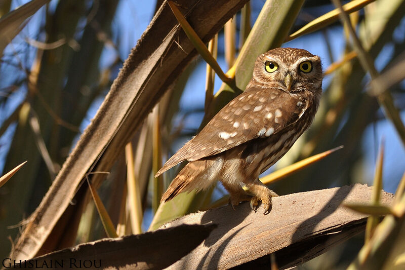 Little Owl