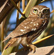 Little Owl