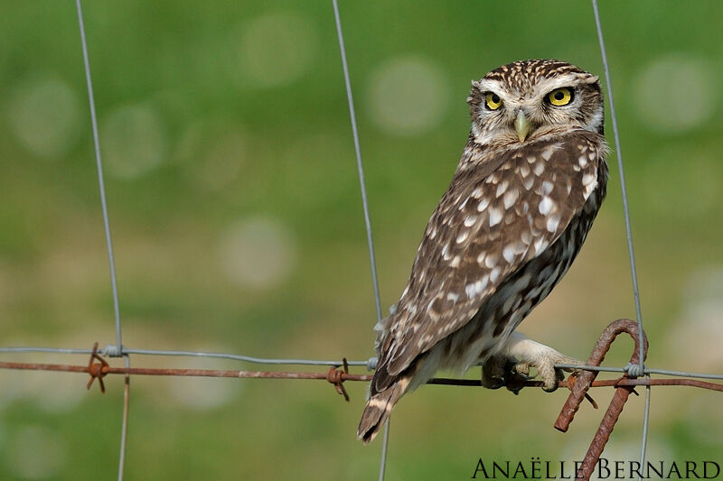 Little Owl