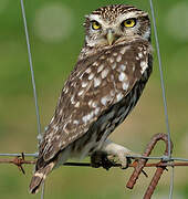 Little Owl