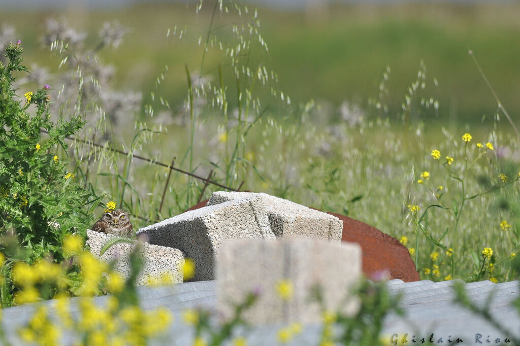 Little Owl, habitat