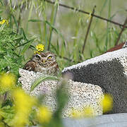 Little Owl