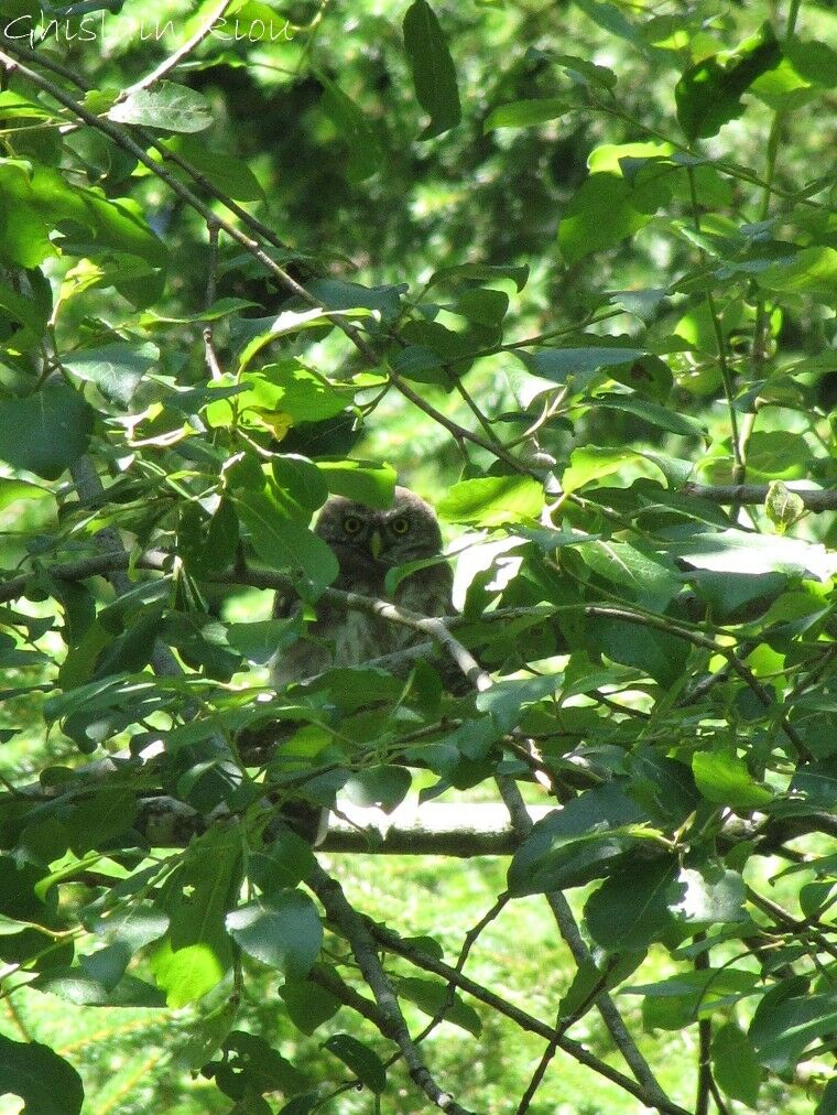 Eurasian Pygmy OwlFirst year