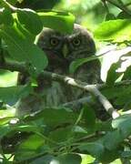 Eurasian Pygmy Owl