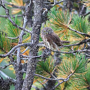 Eurasian Pygmy Owl