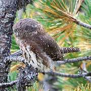 Eurasian Pygmy Owl