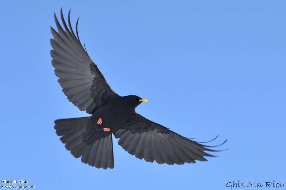 Alpine Chough, Flight