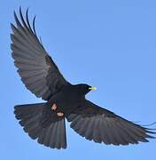 Alpine Chough