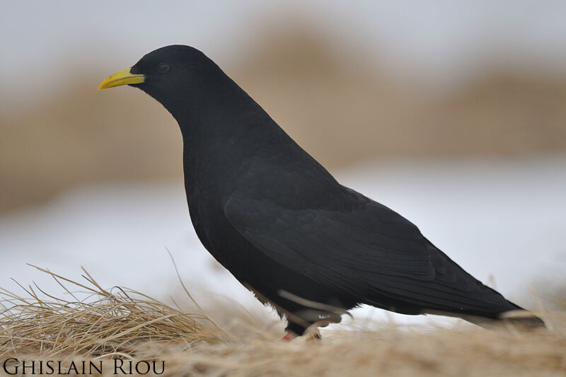 Alpine Chough