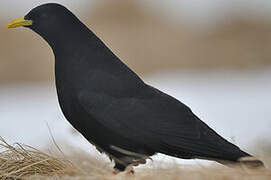 Alpine Chough