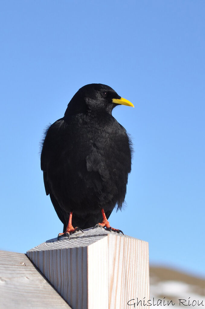 Alpine Chough