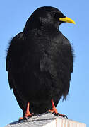 Alpine Chough