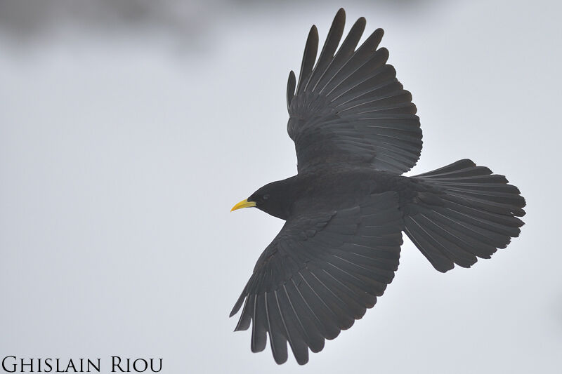 Alpine Chough