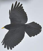 Alpine Chough