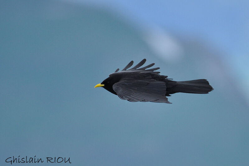 Alpine Chough