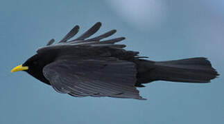 Alpine Chough