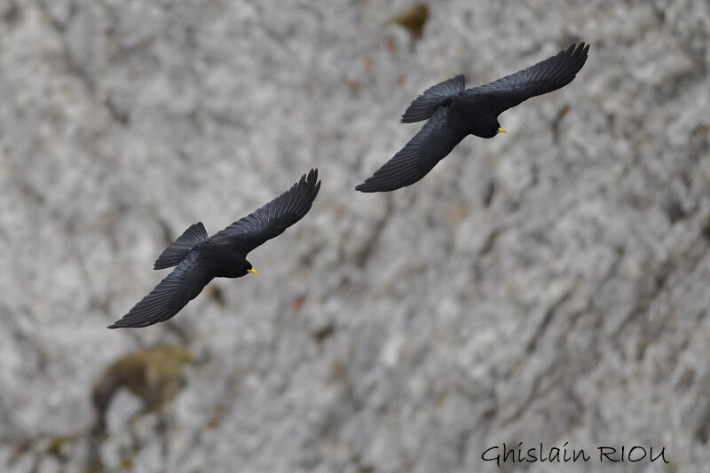 Alpine Chough