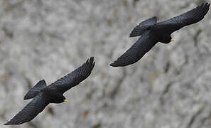 Alpine Chough