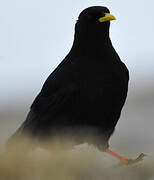 Alpine Chough