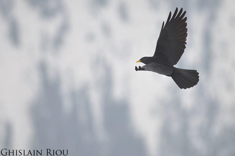 Alpine Chough