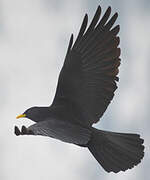 Alpine Chough