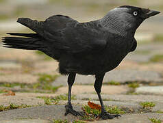 Western Jackdaw