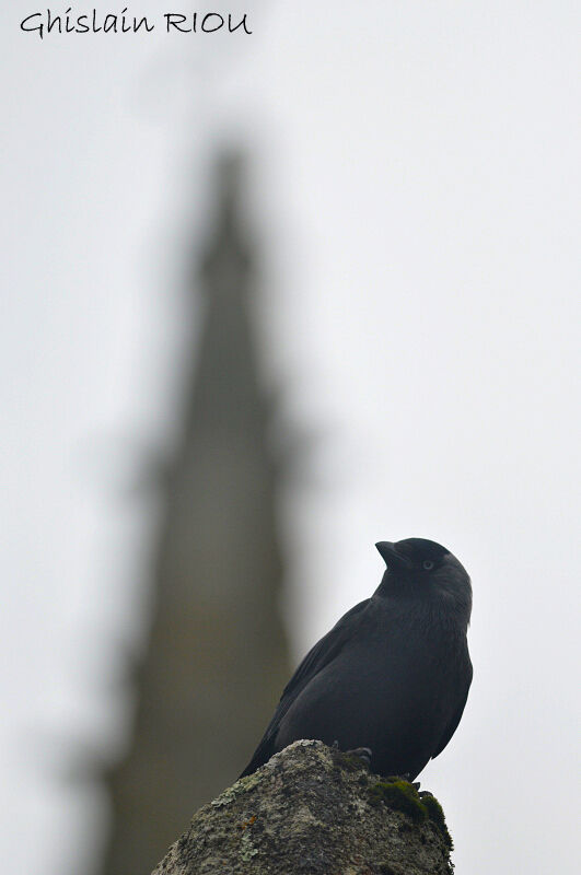 Western Jackdaw