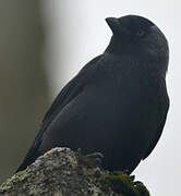 Western Jackdaw